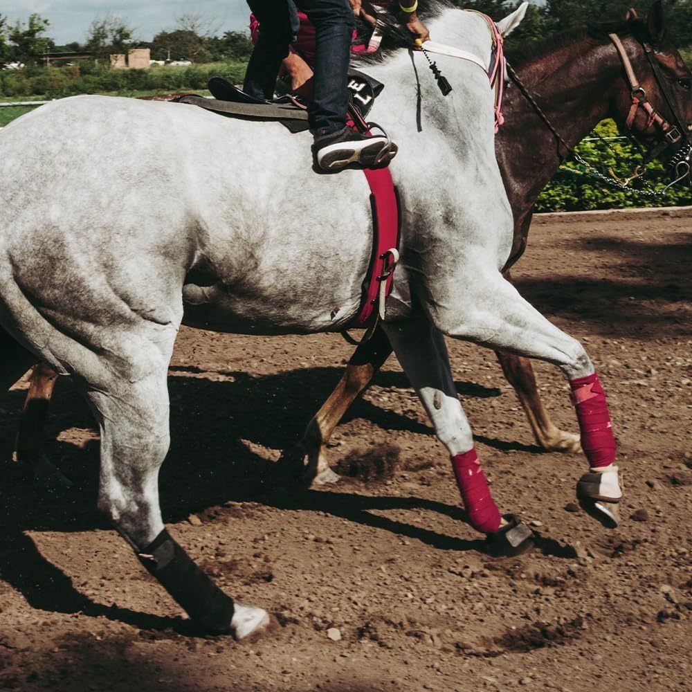Juego de 2/4 piezas de vendas  - Grooming Kit Horse reseña y precio