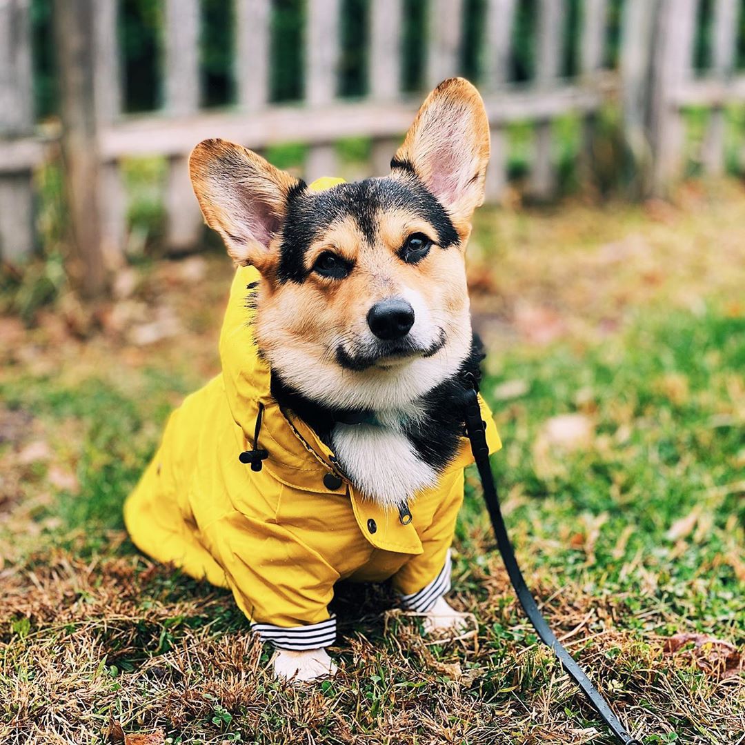 Abrigo Impermeable para Perros - Outdoor Sport Hoodie reseña y precio