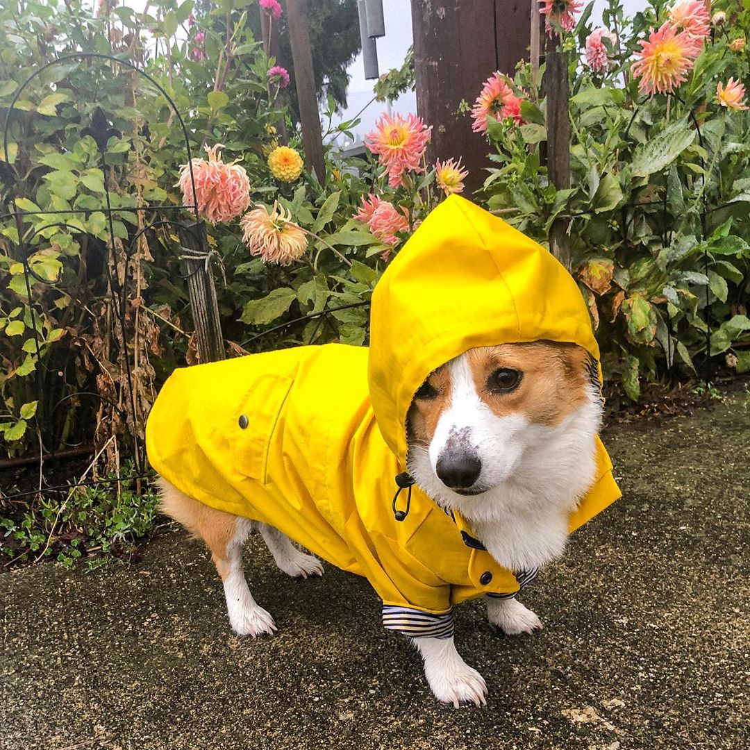 Abrigo Impermeable para Perros - Outdoor Sport Hoodie reseña y precio