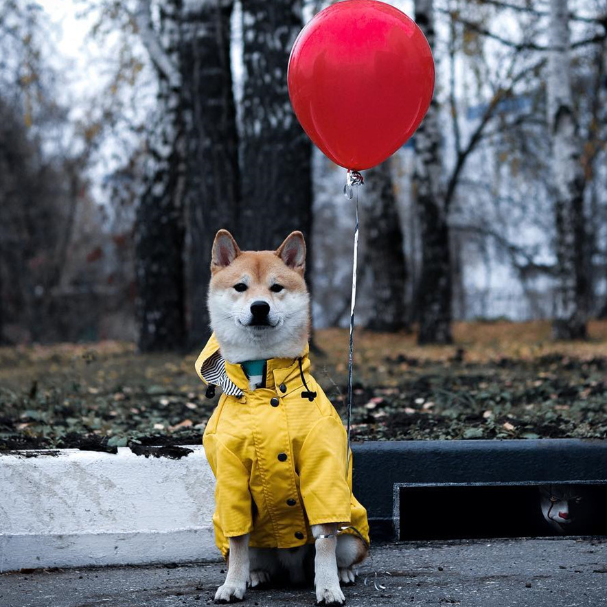 Abrigo Impermeable para Perros - Outdoor Sport Hoodie reseña y precio