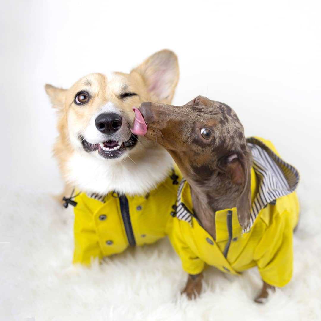 Abrigo Impermeable para Perros - Outdoor Sport Hoodie reseña y precio